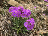 sIMG_0408.jpg
